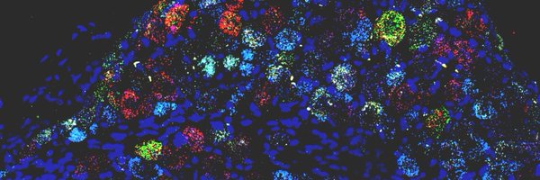 syk_net Profile Banner