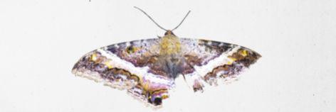 Ǝdmond Cotard banner