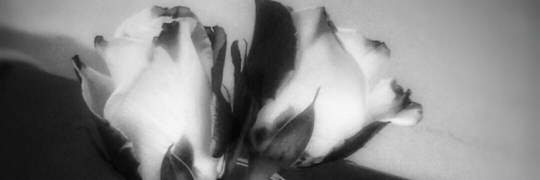 Rose_7_0's profile banner image