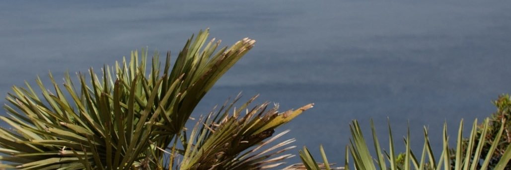 saras_vieww's profile banner image