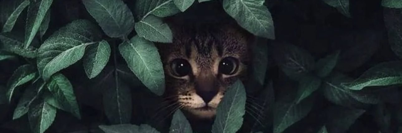 dibadibodebot's profile banner image