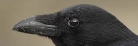 Comicwurd's profile banner image