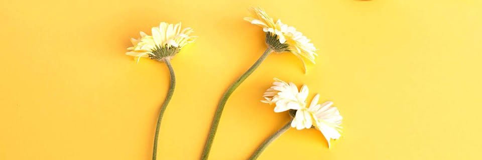 🌼 banner