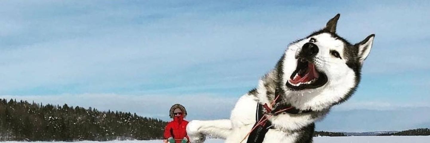 papacdd's profile banner image