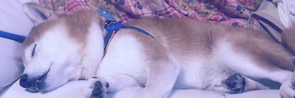 shruuu24's profile banner image