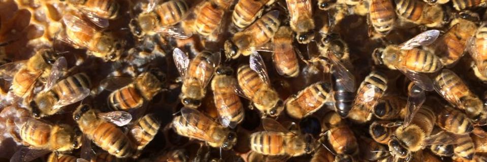 Calgary Beekeepers banner