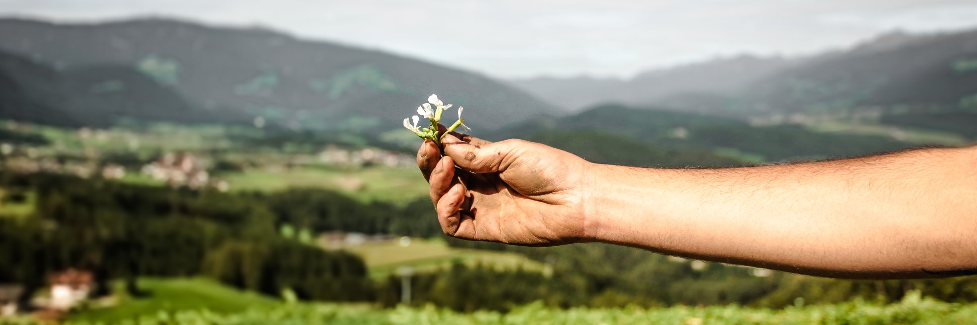 Norbert Niederkofler banner