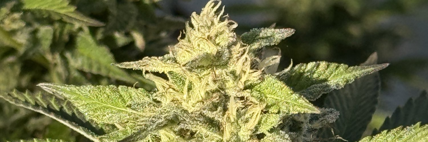 bigstank banner