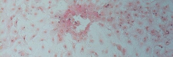 DrLauraMasters Profile Banner