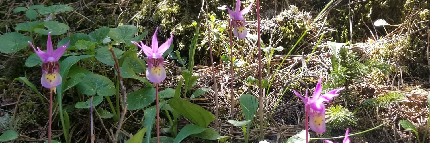 Stephanie Dill 🌻 banner