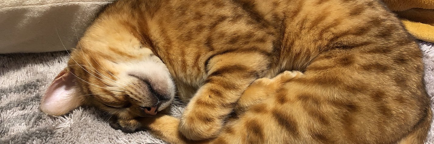 あべ DXハンター banner