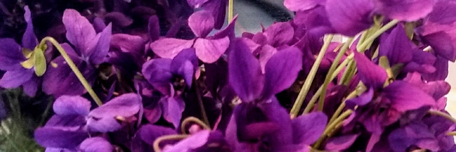 A1plusToulouse's profile banner image