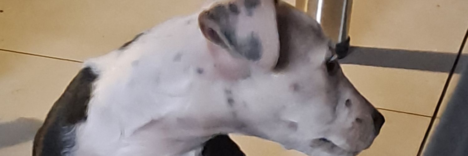 Tshegofatso Khobane banner