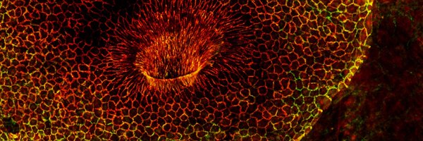 CVPath_Md Profile Banner