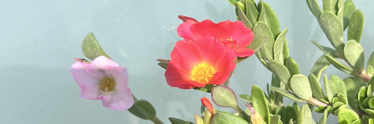 judith_ps's profile banner image