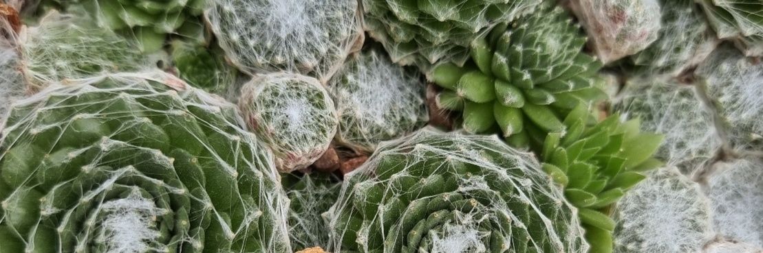 Callum Kinsey banner