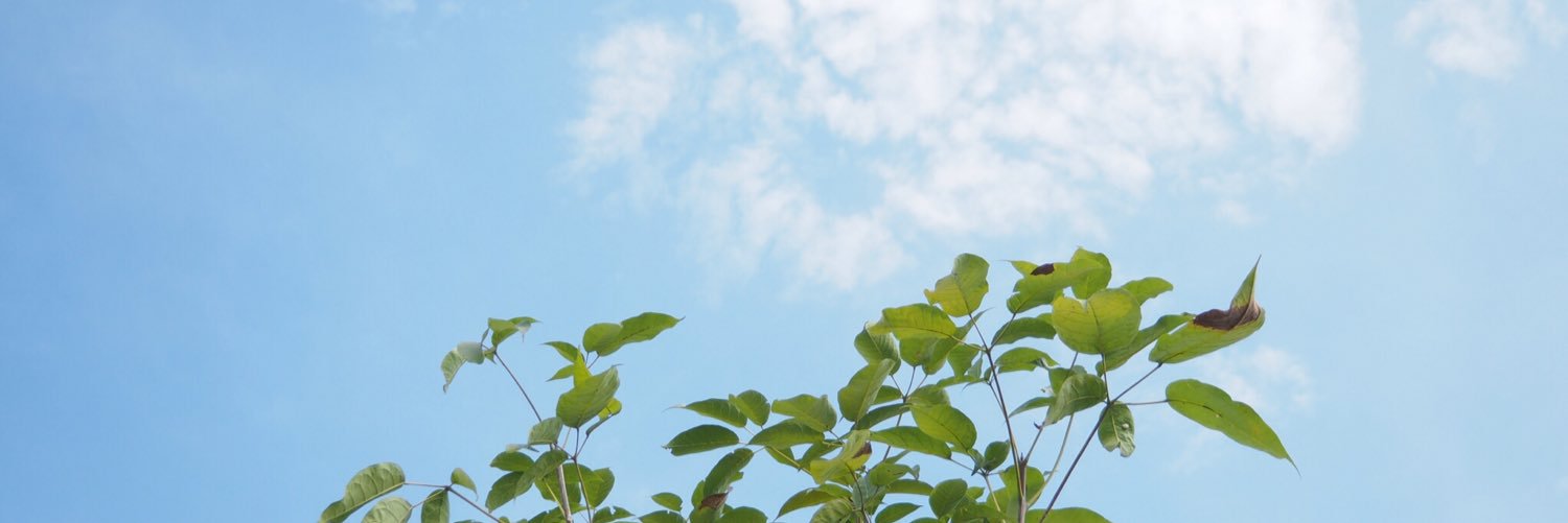bearboreborne's profile banner image