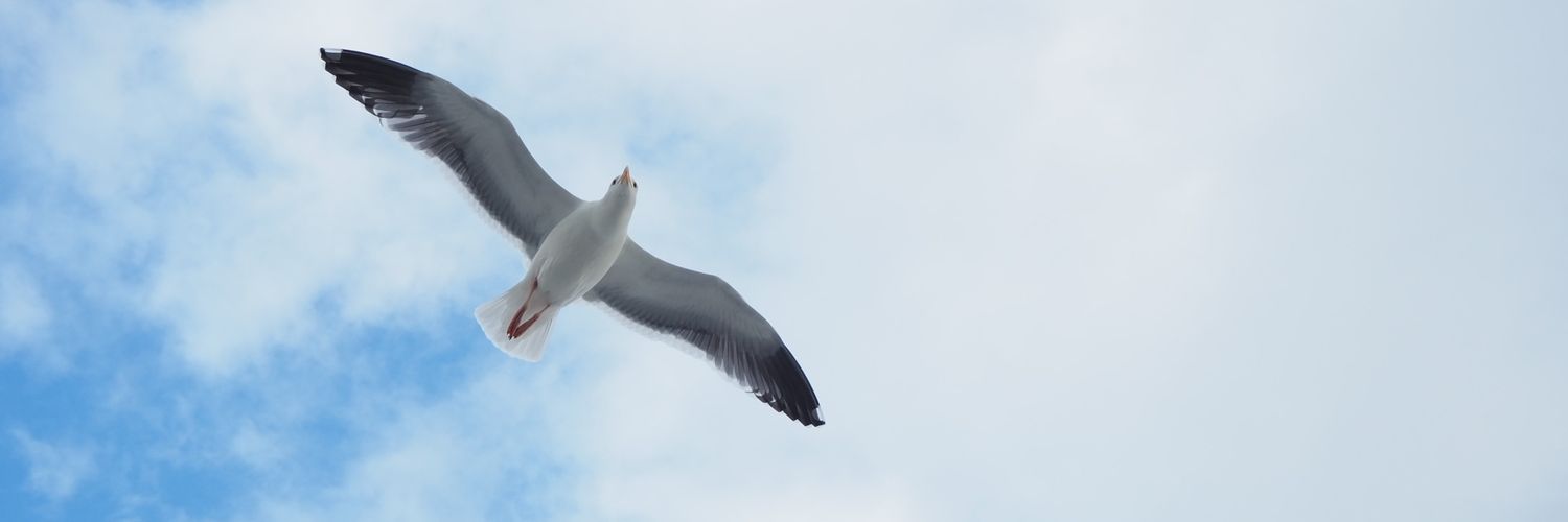 🦈🦈 — 🍤 banner