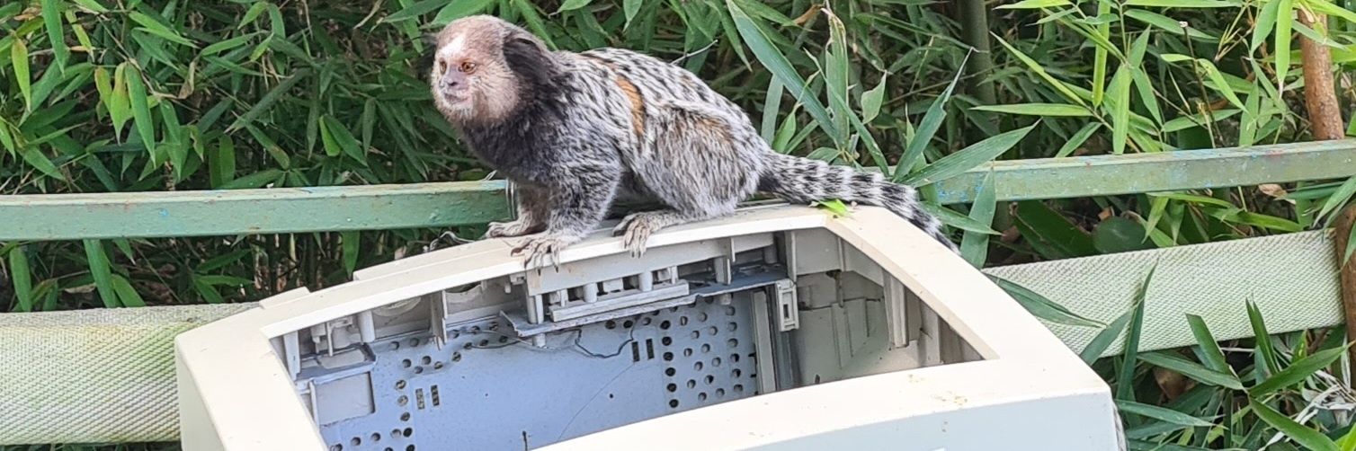 Carlos Junior banner