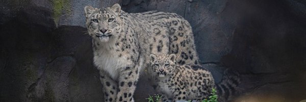 chesterzoo Profile Banner