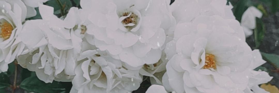 karolframos's profile banner image