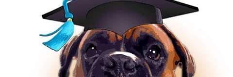 BoxerRescueOrg's profile banner image