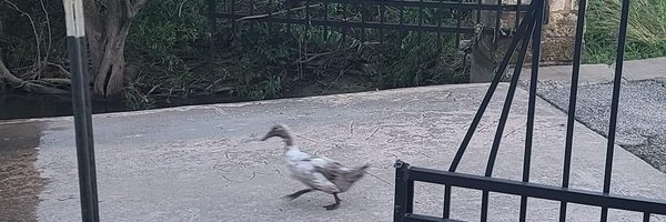 MallardReborn Profile Banner