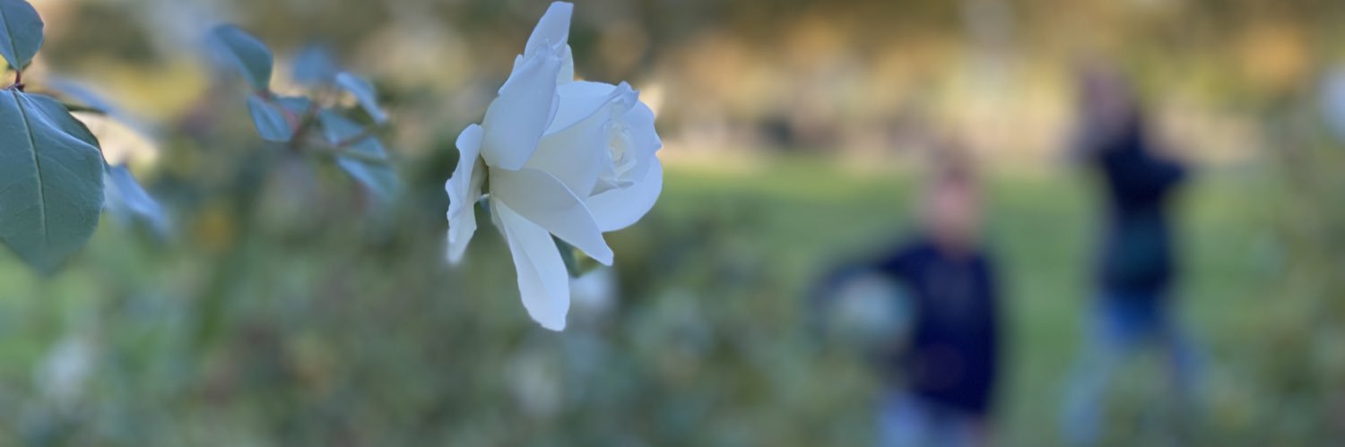 RobertMartinD's profile banner image