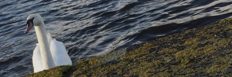 PinckleJuice's profile banner image