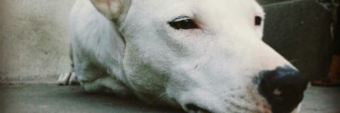 devifernandez's profile banner image