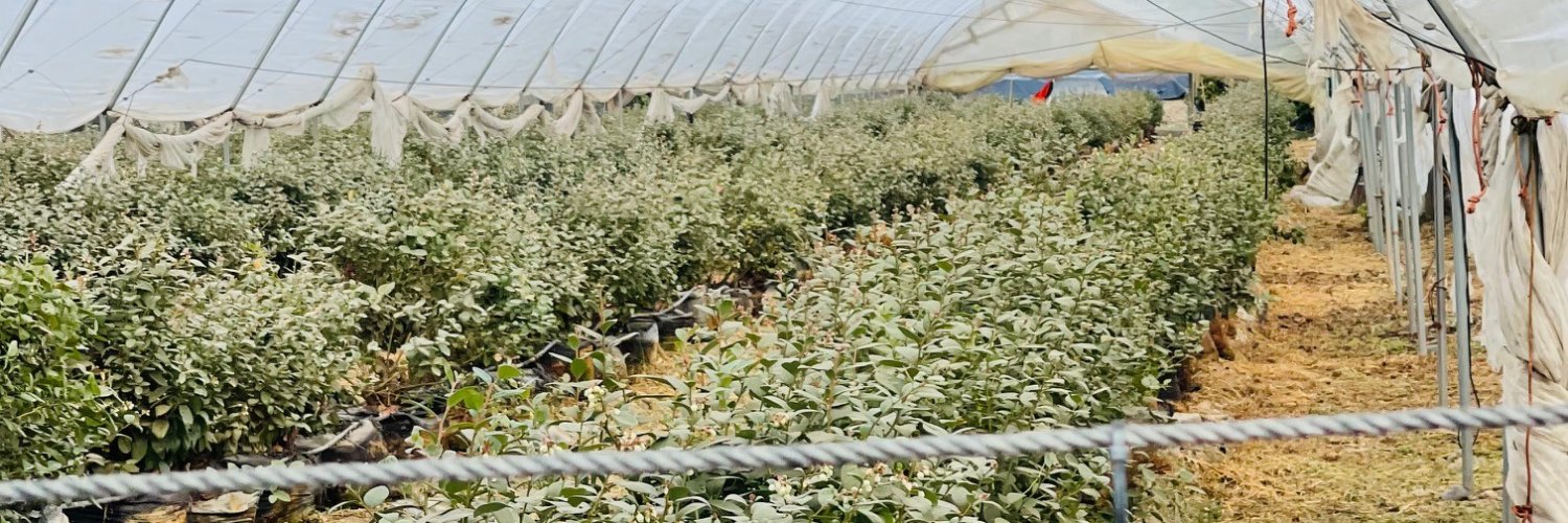 Alzbeta Klein banner