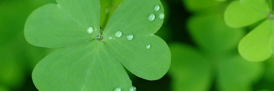 Patty Girl MAGA X’d 🇺🇸☘️ banner