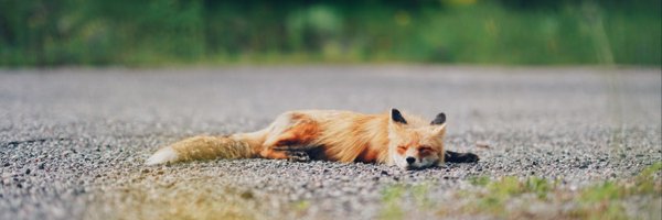 towacofox Profile Banner