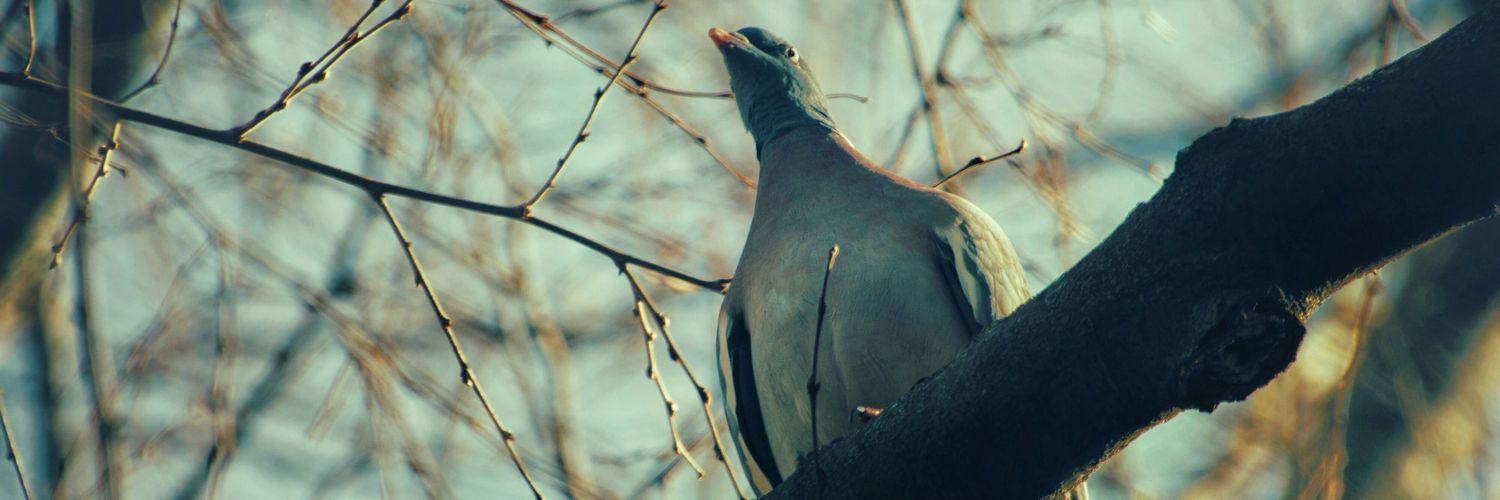 gamato98's profile banner image