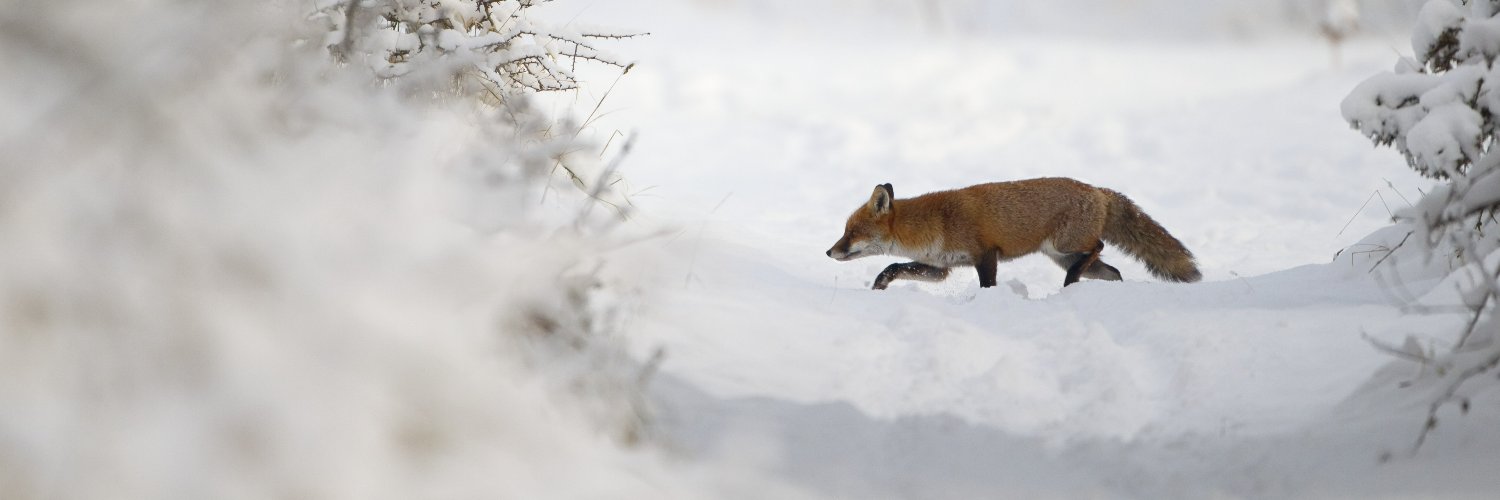 CheshireWT's profile banner image