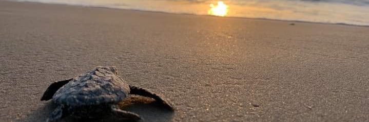 Sea Turtle, Inc. banner