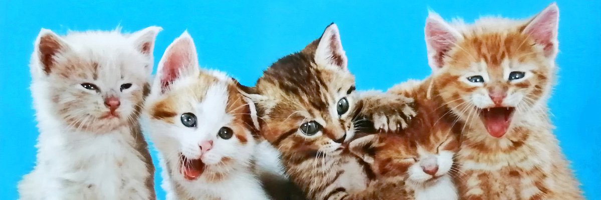 pinetreenm's profile banner image