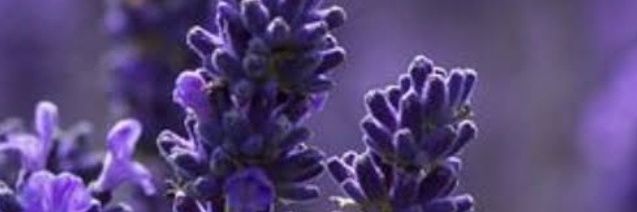 thesemoss's profile banner image
