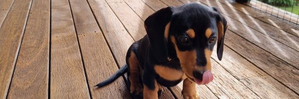 zozoeos Profile Banner