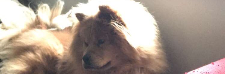 BoYanFen's profile banner image