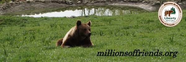 LibeartyBears Profile Banner