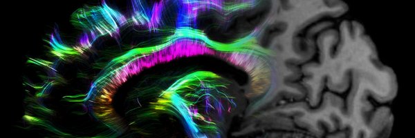 FriedericiLab Profile Banner