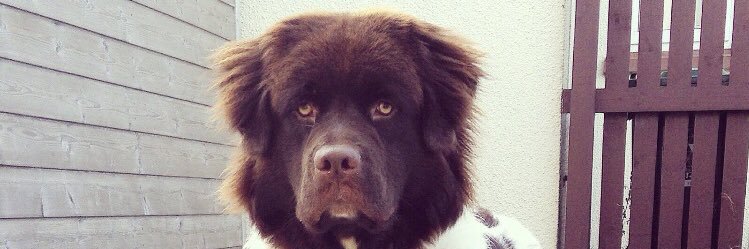 Robert Mackinnon banner