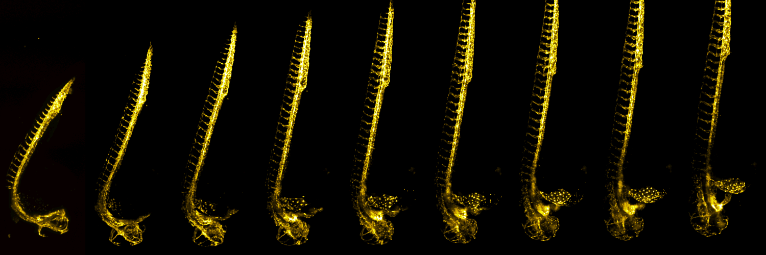 huiskenlab's profile banner image
