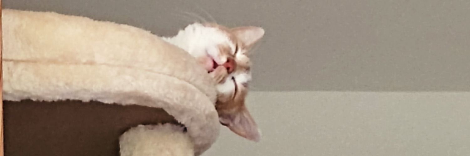 LisandreLtn's profile banner image