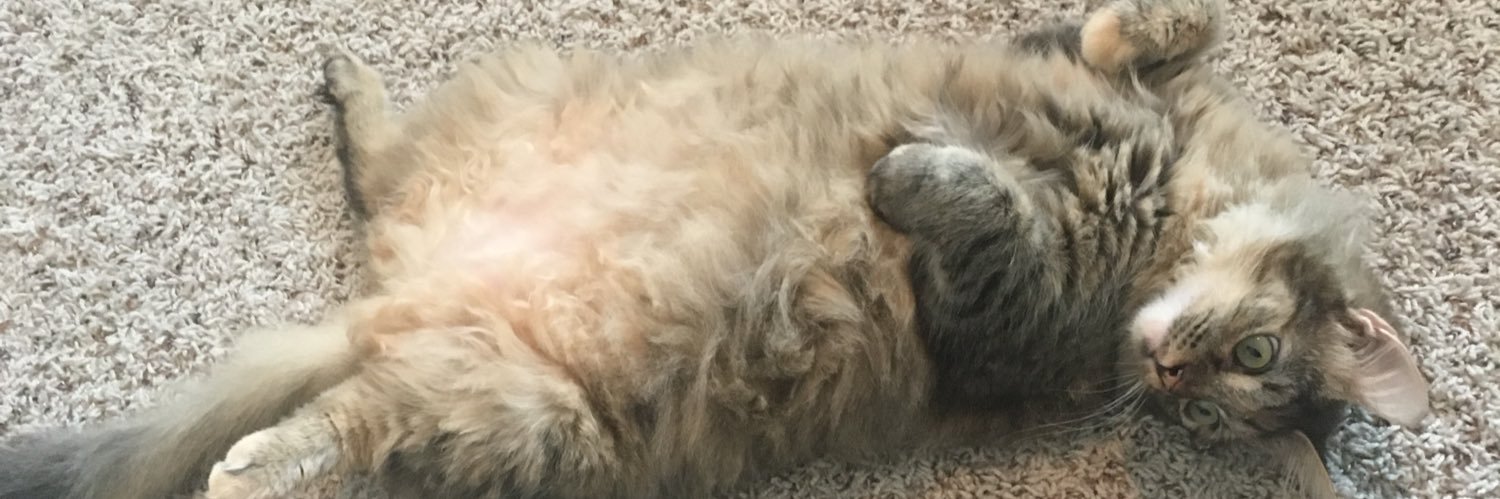 bcausecatz's profile banner image