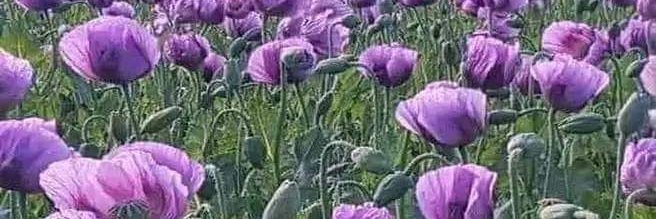 Şehid Efeoğlu banner