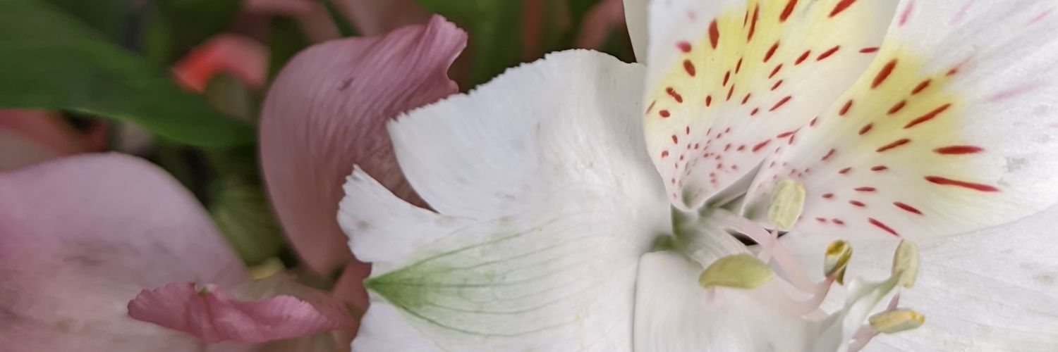 giovanapf_1903's profile banner image