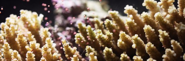 LineKBay Profile Banner