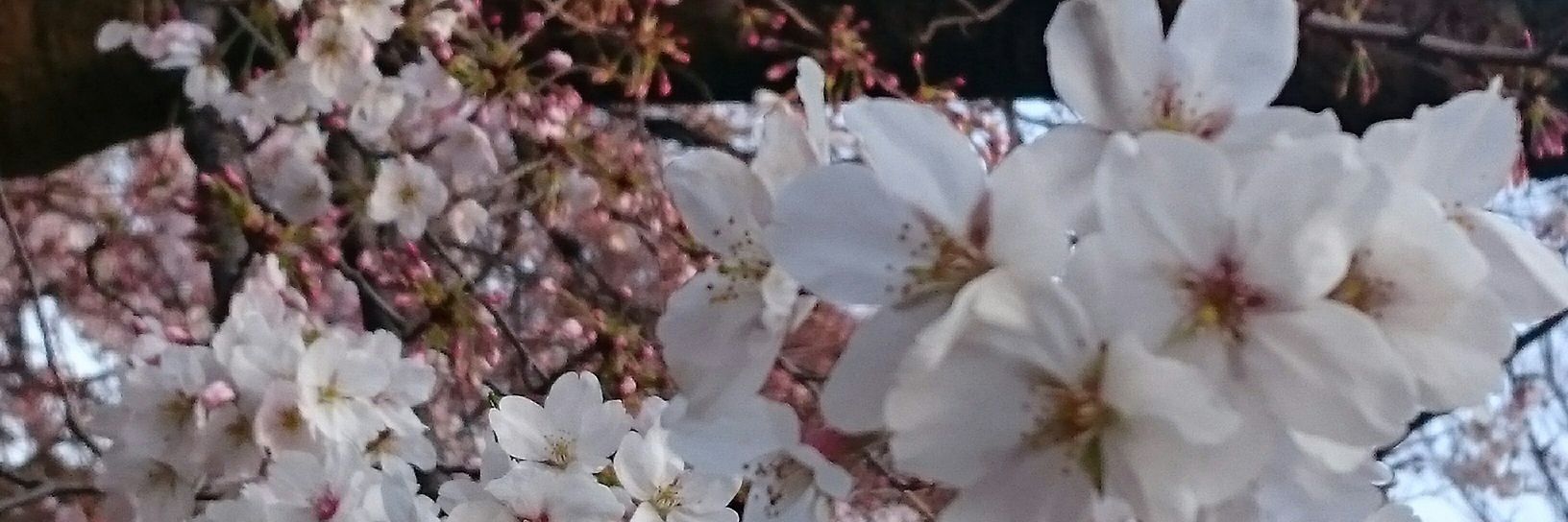 かざり(ん)@無期限休止中 banner